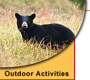 alaska bear viewing tours