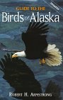 alaska eagles alaska bird watching